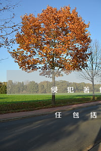 侵犯著作權(quán)的法律責(zé)任（包括民事責(zé)任、行政責(zé)任和刑事責(zé)任）